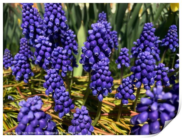 Saffier Grape Hyacinth Print by Pam Wilson