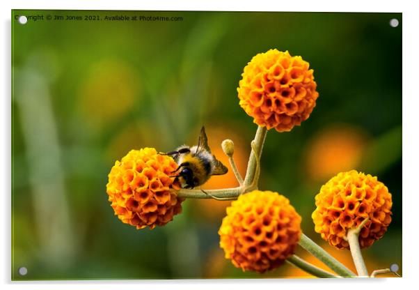 Busy bee on buddleia Acrylic by Jim Jones