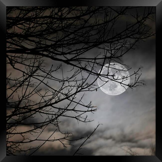 Moon Behind Trees on A Cloudy Night Framed Print by Ray Hill