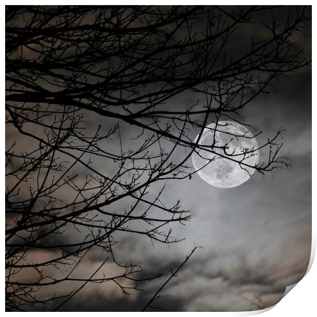 Moon Behind Trees on A Cloudy Night Print by Ray Hill