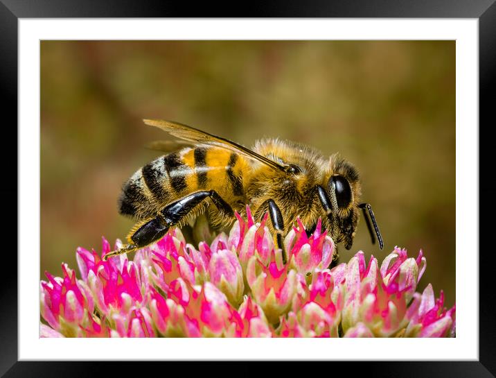 Busy Bee Buzzing Framed Mounted Print by Colin Allen
