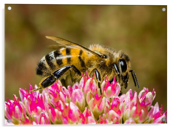 Busy Bee Buzzing Acrylic by Colin Allen