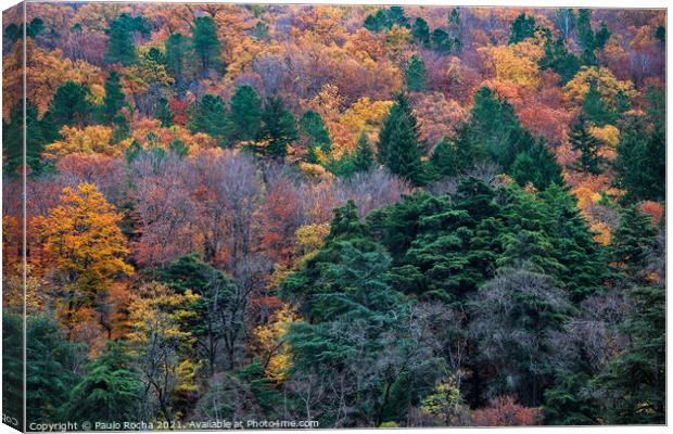 Hillside colorful autumn landscape Canvas Print by Paulo Rocha
