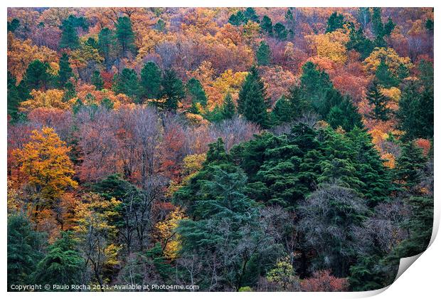 Hillside colorful autumn landscape Print by Paulo Rocha