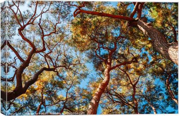 Pine tree forest Canvas Print by Sanga Park