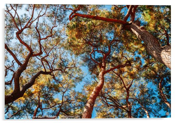 Pine tree forest Acrylic by Sanga Park