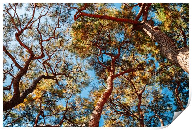 Pine tree forest Print by Sanga Park