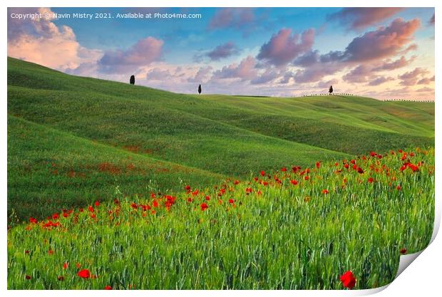 A field with poppies, Tuscany, Italy Print by Navin Mistry