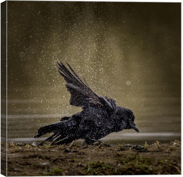 Carrion crow  (Corvus corone) Canvas Print by chris smith