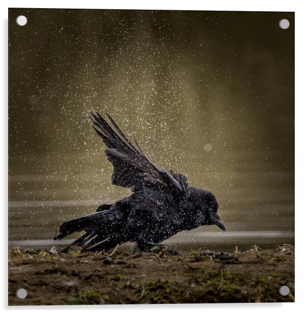 Carrion crow  (Corvus corone) Acrylic by chris smith