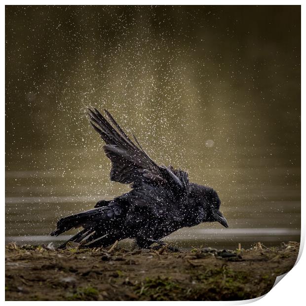 Carrion crow  (Corvus corone) Print by chris smith