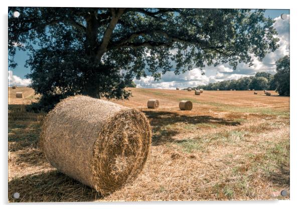 Hay Bales, England Acrylic by Mark Jones