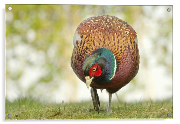 Pheasant Acrylic by Macrae Images