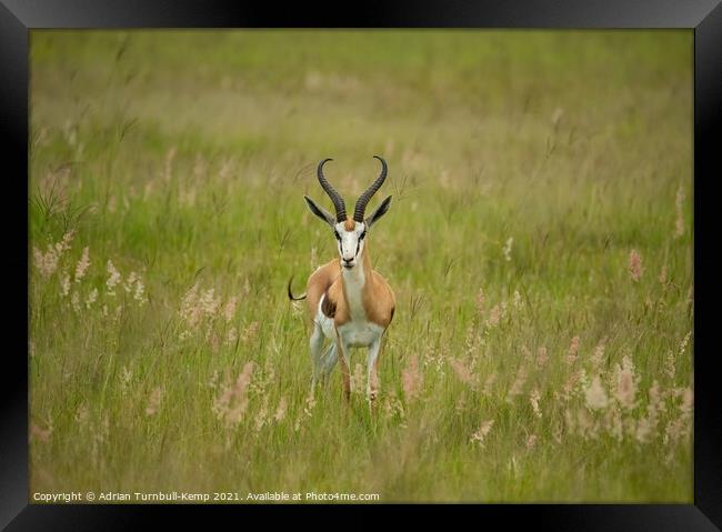 Inquisitive springbok ram, North West South Africa Framed Print by Adrian Turnbull-Kemp