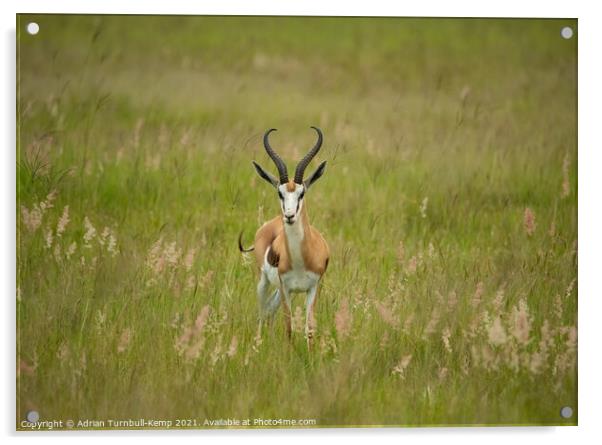 Inquisitive springbok ram, North West South Africa Acrylic by Adrian Turnbull-Kemp