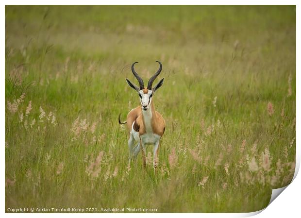 Inquisitive springbok ram, North West South Africa Print by Adrian Turnbull-Kemp