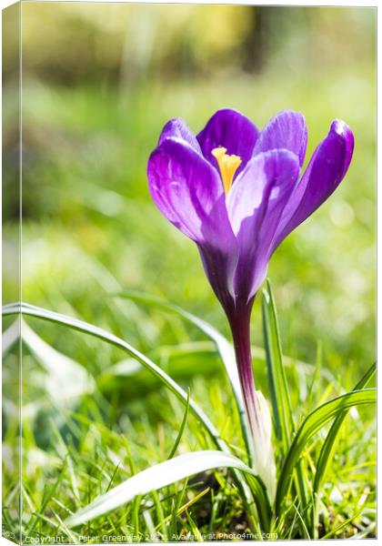 Purple Spring Crocus In Full Bloom Canvas Print by Peter Greenway