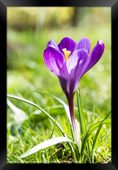 Purple Spring Crocus In Full Bloom Framed Print by Peter Greenway