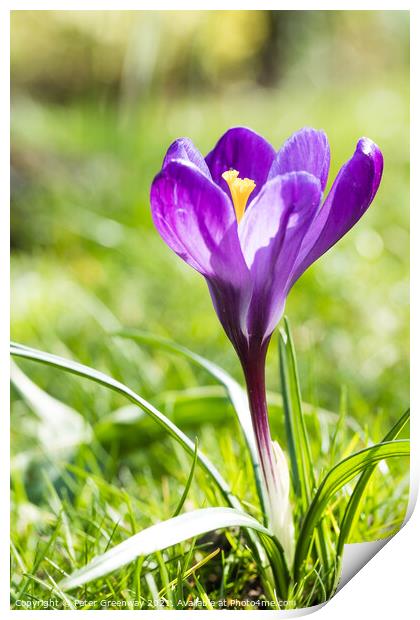Purple Spring Crocus In Full Bloom Print by Peter Greenway