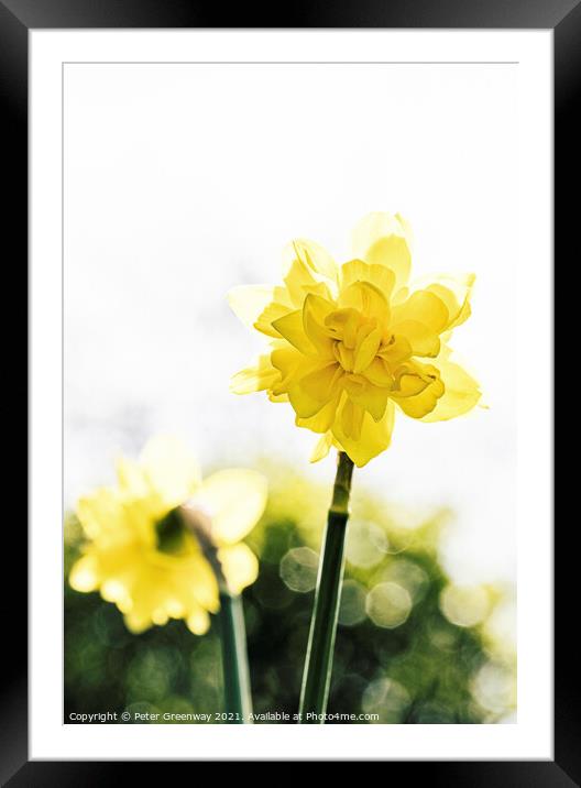 English Spring Narcissus Daffodils Framed Mounted Print by Peter Greenway
