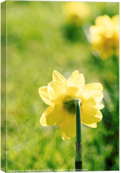 English Spring Narcissus Daffodils Canvas Print by Peter Greenway