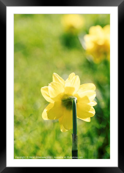 English Spring Narcissus Daffodils Framed Mounted Print by Peter Greenway