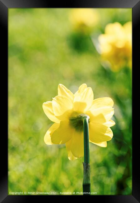 English Spring Narcissus Daffodils Framed Print by Peter Greenway