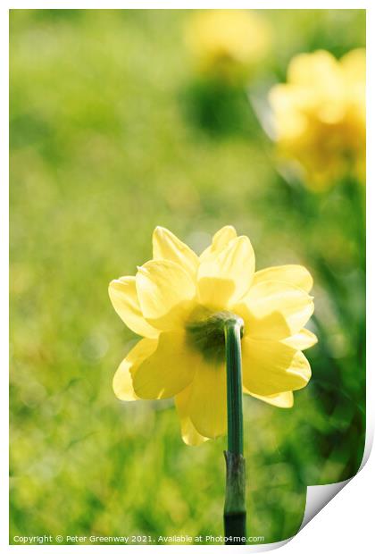 English Spring Narcissus Daffodils Print by Peter Greenway