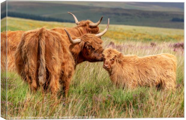 Highland cow and calf in Dartmoor, Devon Canvas Print by Delphimages Art
