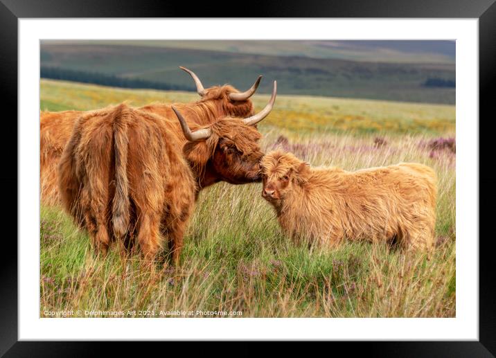 Highland cow and calf in Dartmoor, Devon Framed Mounted Print by Delphimages Art