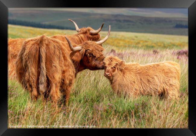Highland cow and calf in Dartmoor, Devon Framed Print by Delphimages Art