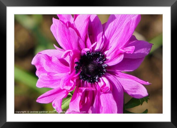 Pink Anemone Framed Mounted Print by andrew gardner