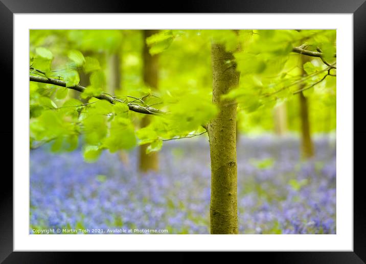 Fresh. Beech trees and oof bluebells, Blickling Framed Mounted Print by Martin Tosh