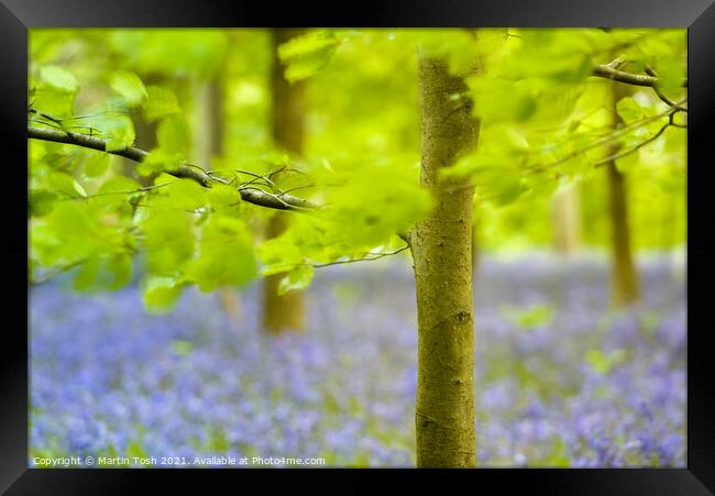 Fresh. Beech trees and oof bluebells, Blickling Framed Print by Martin Tosh