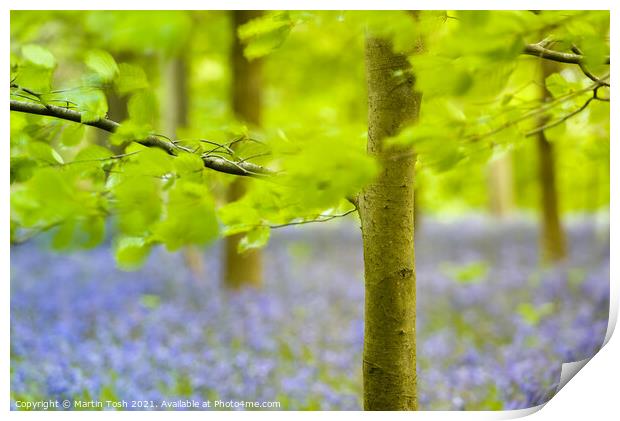 Fresh. Beech trees and oof bluebells, Blickling Print by Martin Tosh