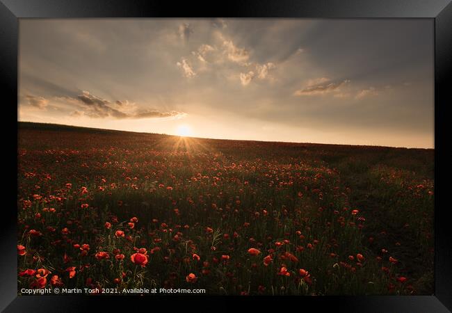 'Red setter' Sunset over Norfolk poppy field Framed Print by Martin Tosh