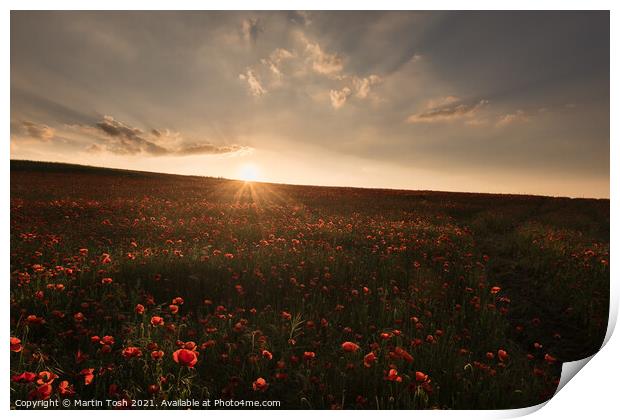 'Red setter' Sunset over Norfolk poppy field Print by Martin Tosh