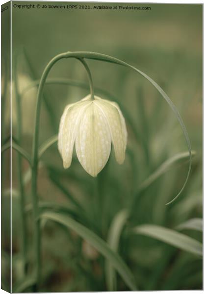 Snakeshead Fritillaria Canvas Print by Jo Sowden