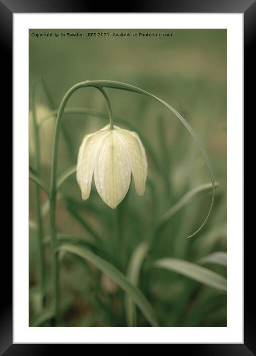 Snakeshead Fritillaria Framed Mounted Print by Jo Sowden