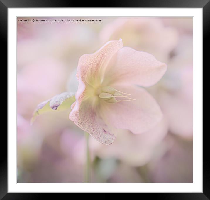Pastel Hellebores Framed Mounted Print by Jo Sowden