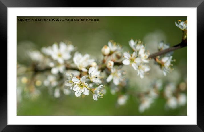 Spring Blossom Framed Mounted Print by Jo Sowden