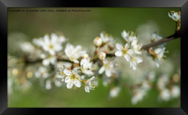 Spring Blossom Framed Print by Jo Sowden