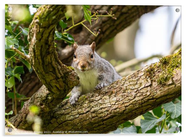 Grey Squirrel Acrylic by Adrian Rowley