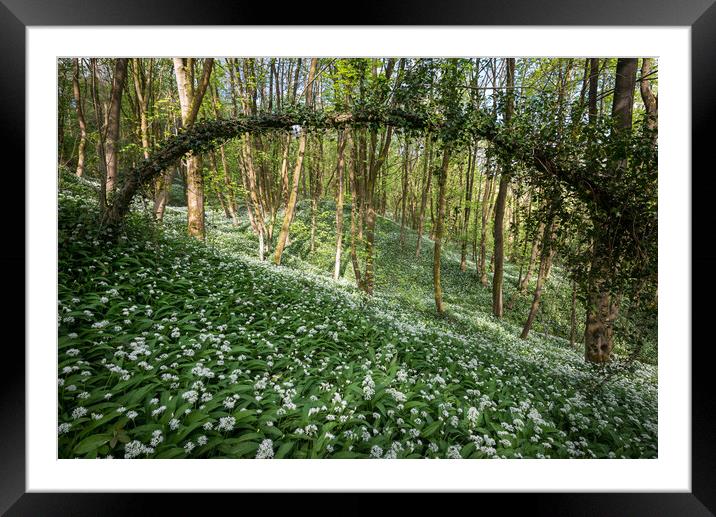 Wild garlic in an English Woodland Framed Mounted Print by Andrew Kearton