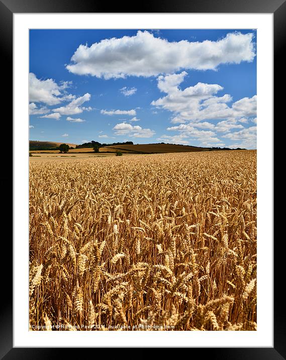 Fields of Gold Framed Mounted Print by Richard Peck