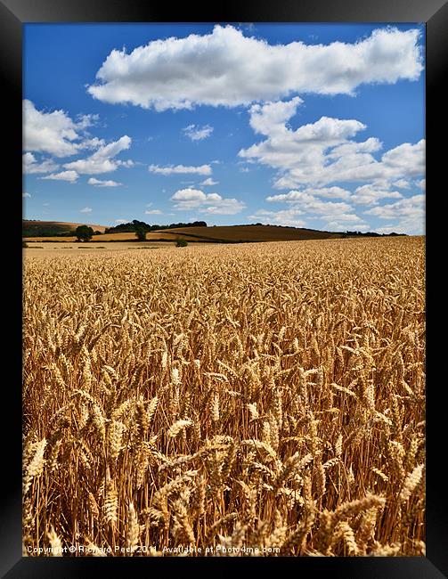 Fields of Gold Framed Print by Richard Peck