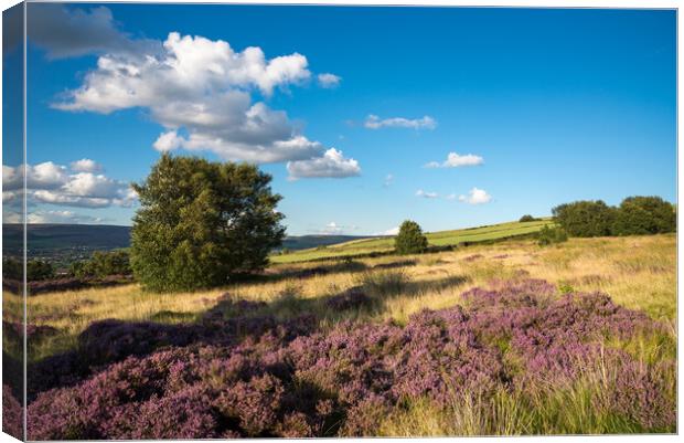 Heather on Coombes Edge, Charlesworth, Derbyshire Canvas Print by Andrew Kearton