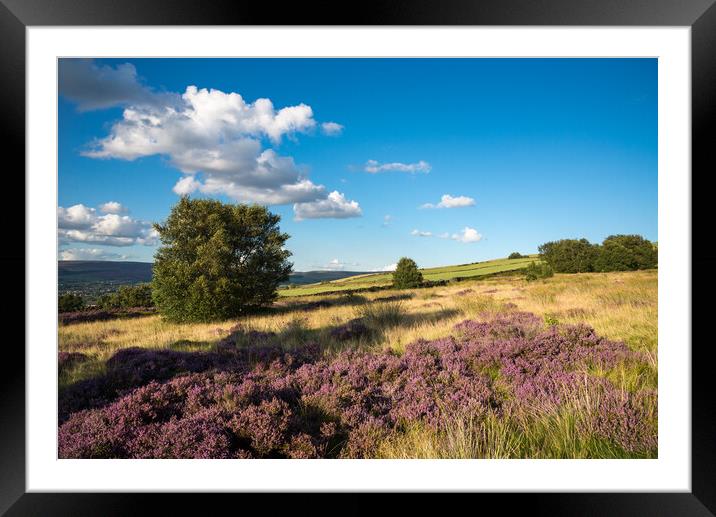Heather on Coombes Edge, Charlesworth, Derbyshire Framed Mounted Print by Andrew Kearton