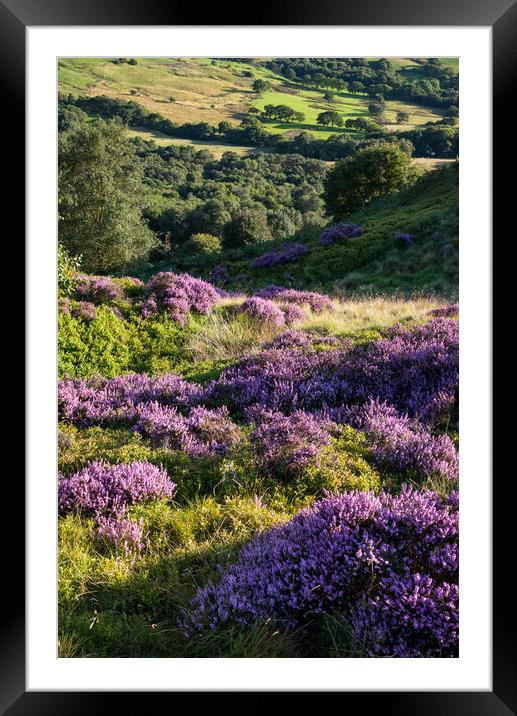 Summer heather and greenery, Charlesworth, Derbyshire Framed Mounted Print by Andrew Kearton