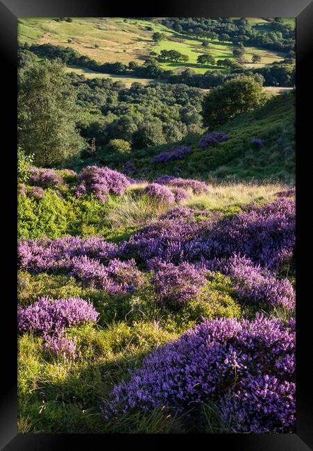 Summer heather and greenery, Charlesworth, Derbyshire Framed Print by Andrew Kearton